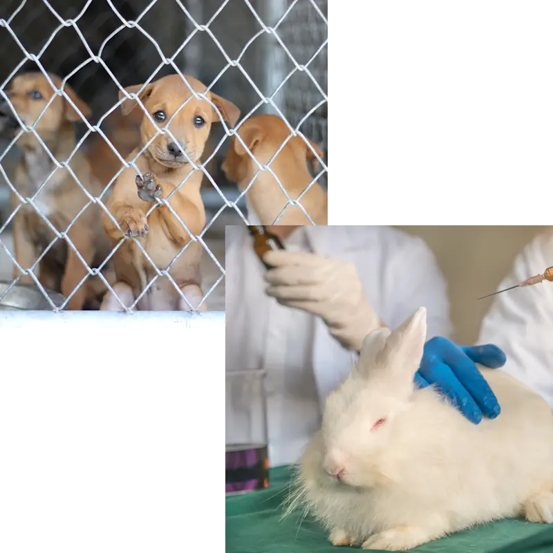 Animal Testing abuse